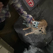 Thunder joined the competition — help win amazing prizes! dog, stuffed_animal, hand, blanket, person, plaid_shirt, fur, toy, brown_dog, indoor, cozy, carpet, couch, pet, sleeping_dog, resting, soft_toy, home, furniture, casual