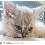 Mia a rejoint le concours — aidez-le/la à gagner de superbes lots ! kitten, cat, close_up, fluffy, blue_eyes, resting, furry, young_animal, pet, cute, animal_face, whiskers, soft_fur, domestic_cat, young_cat, portrait, indoor, sleepy, calm, feline