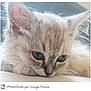 kitten, cat, close_up, fluffy, blue_eyes, resting, furry, young_animal, pet, cute, animal_face, whiskers, soft_fur, domestic_cat, young_cat, portrait, indoor, sleepy, calm, feline