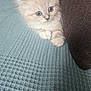 Mia a rejoint le concours — aidez-le/la à gagner de superbes lots ! kitten, cat, blue_eyes, fluffy, cute, pet, indoor, blanket, fabric, couch, furniture, small, young, adorable, animal, mammal, whiskers, paws, relaxing, cozy