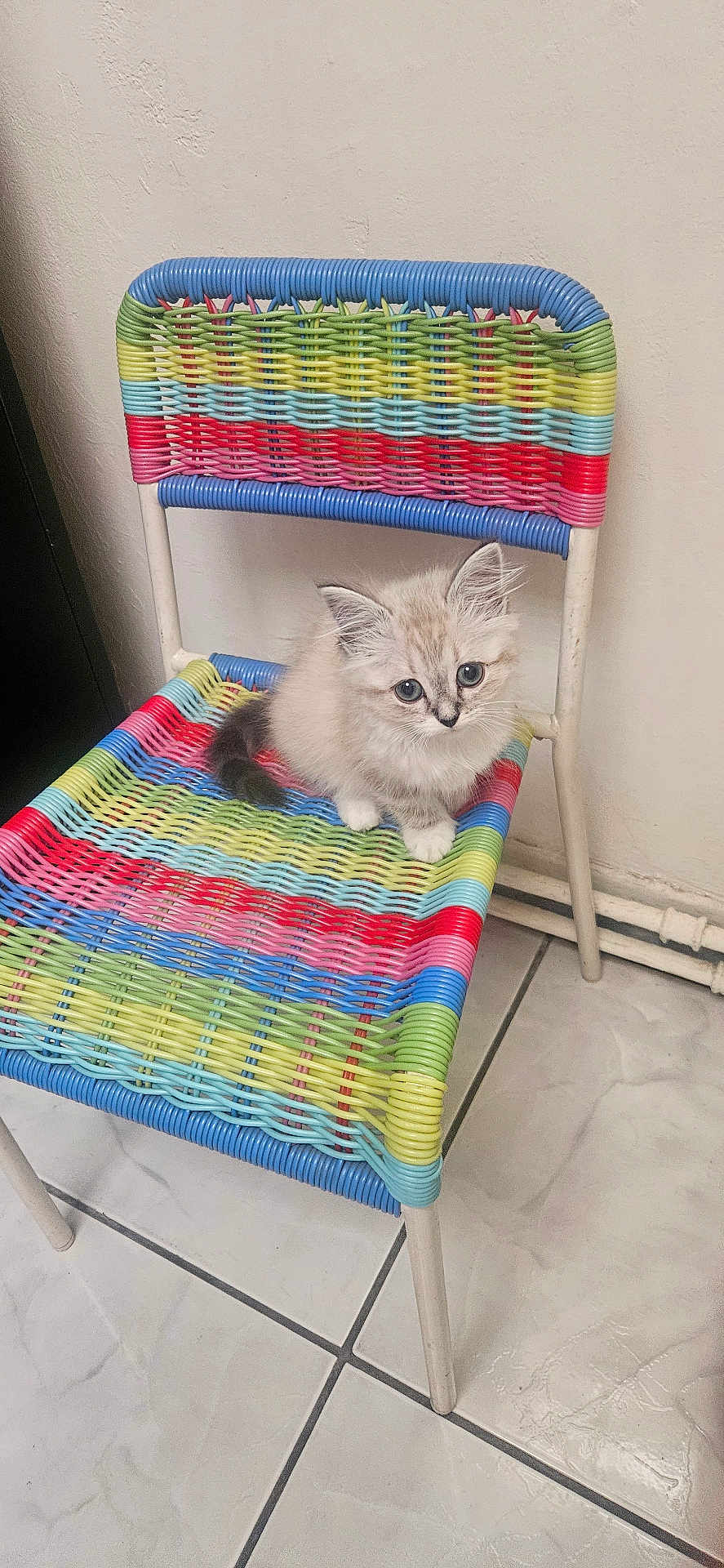 Mia a rejoint le concours — aidez-le/la à gagner de superbes lots ! kitten, cat, animal, pet, chair, colorful, woven, indoor, floor, tile, cute, furry, small, sitting, white, gray, blue_eyes, curious, domestic, furniture