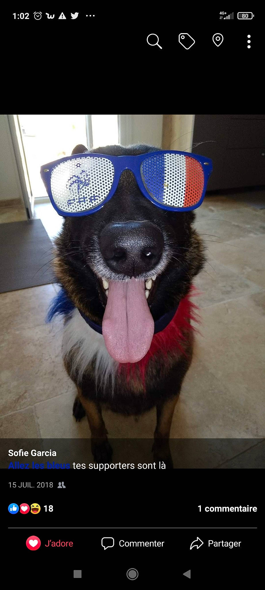 Flore a rejoint le concours — aidez-le/la à gagner de superbes lots ! audio_equipment, carnivore, companion_dog, dog, dog_breed, dog_clothes, dog_collar, dog_supply, ear, eyewear, fang, flooring, goggles, jaw, personal_protective_equipment, selfie, snout, sporting_group, toy_dog, whiskers