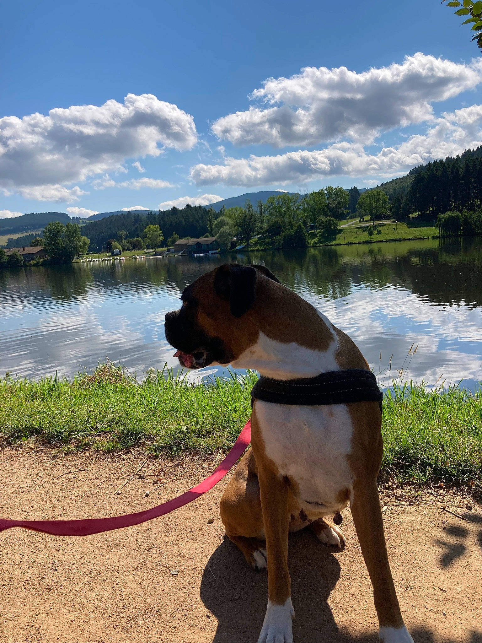 Nelka a rejoint le concours — aidez-le/la à gagner de superbes lots ! carnivore, cloud, collar, companion_dog, dog, dog_breed, dog_collar, eyewear, fawn, grass, lake, morning, pet_supply, plant, sky, summer, tail, tree, water, working_animal