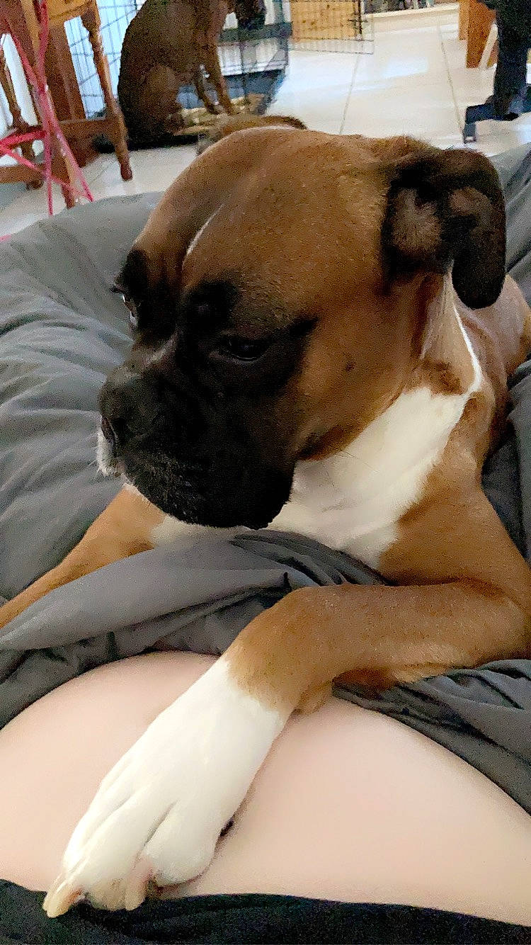 Nelka participe au concours pour gagner de l'argent avec cette photo : bored, boxer, canidae, carnivore, chair, comfort, companion_dog, dog, dog_breed, fawn, fur, furniture, human_leg, paw, snout, sporting_group, toy_dog, whiskers, working_animal, wrinkle