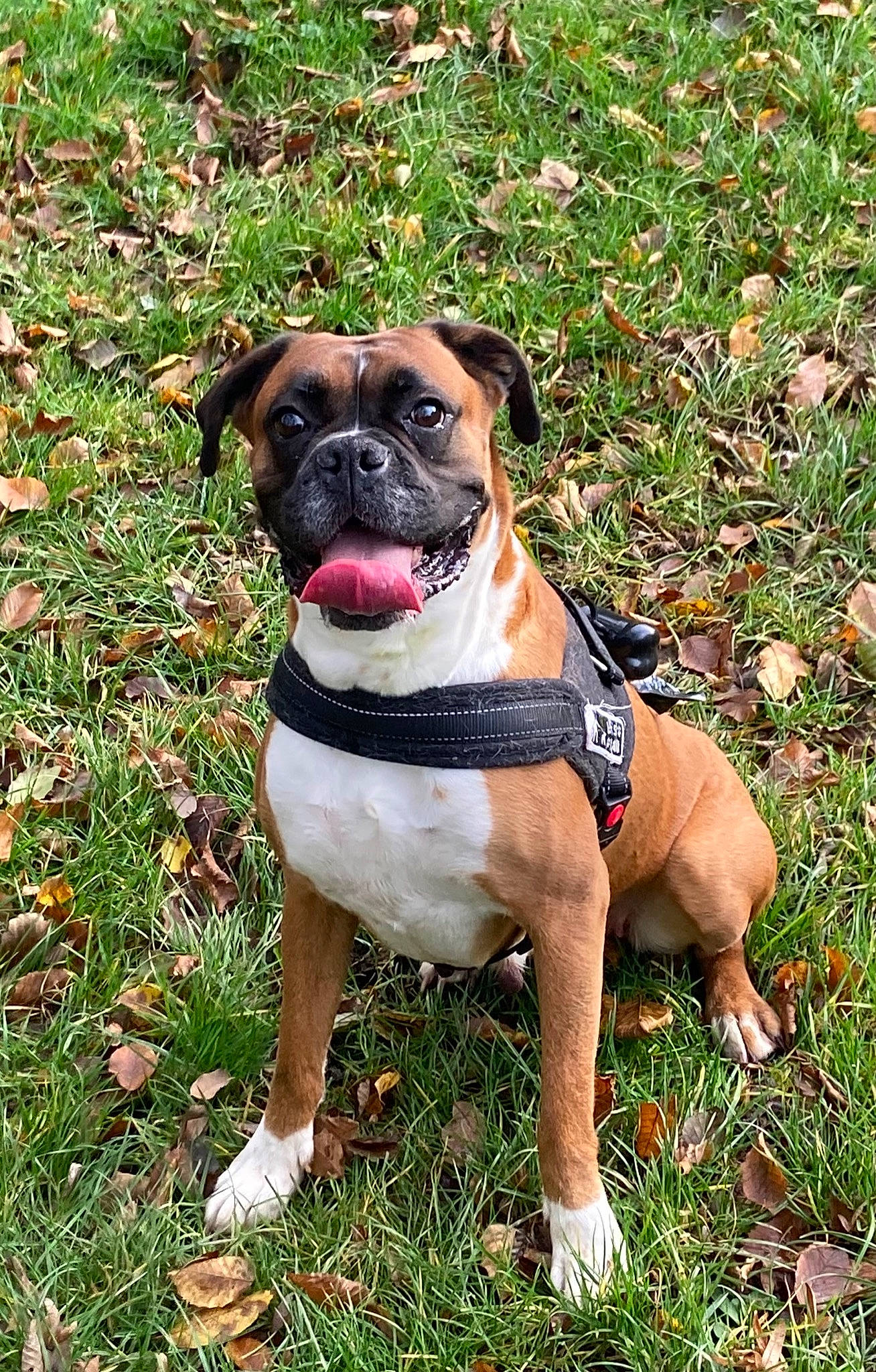 Nelka a rejoint le concours — aidez-le/la à gagner de superbes lots ! bulldog, canidae, carnivore, collar, companion_dog, dog, dog_breed, dog_collar, fawn, grass, groundcover, molosser, plant, snout, sporting_group, toy_dog, tree, working_animal, working_dog, wrinkle