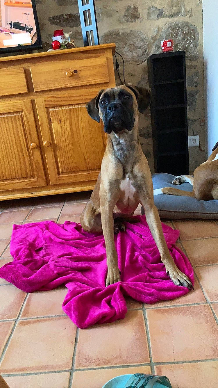 Raiko a rejoint le concours — aidez-le/la à gagner de superbes lots ! cabinetry, carnivore, collar, comfort, companion_dog, cupboard, dog, dog_breed, dog_collar, dog_supply, drawer, fawn, flooring, hardwood, liver, mammal, purple, tail, wood, working_animal