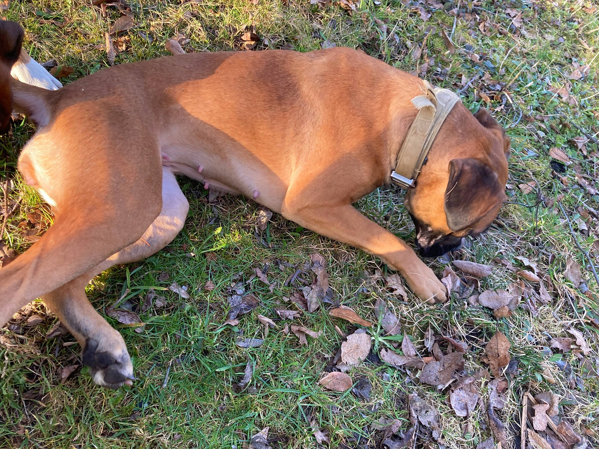 Raiko participe au concours pour gagner de l'argent avec cette photo : canidae, carnivore, companion_dog, dog, dog_breed, dog_collar, dog_supply, fawn, grass, human_leg, hunting_dog, liver, non_sporting_group, paw, plant, sporting_group, tail, terrestrial_animal, wildlife, working_animal