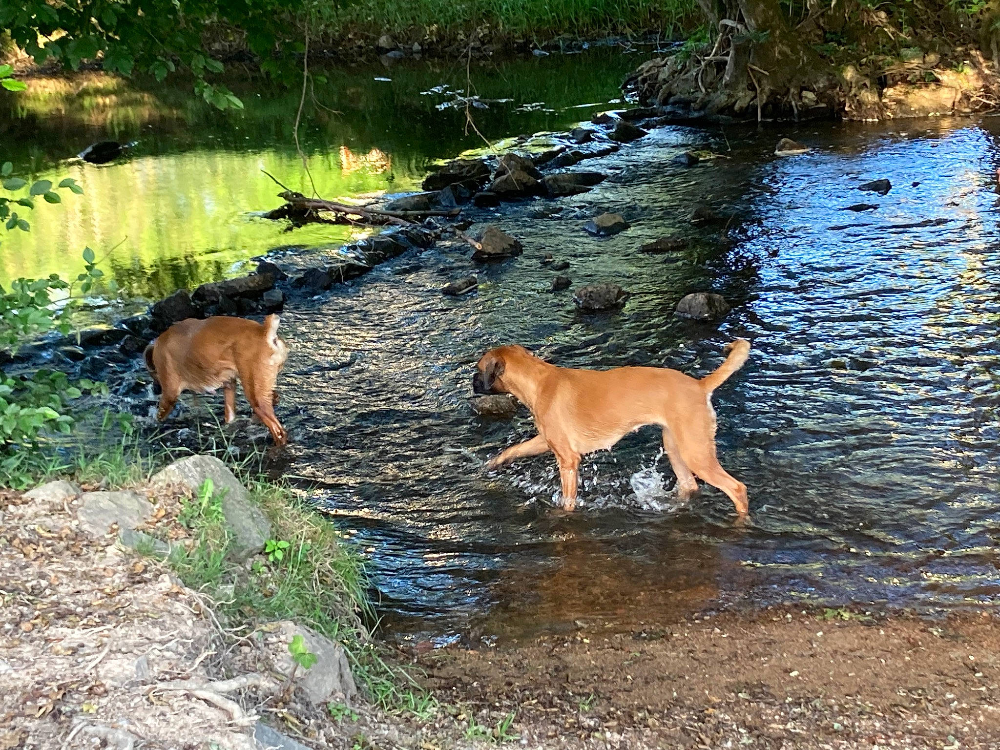 Raiko a rejoint le concours — aidez-le/la à gagner de superbes lots ! canidae, carnivore, companion_dog, dog, dog_breed, fawn, fluvial_landforms_of_streams, grass, lake, natural_landscape, plant, soil, sporting_group, stream, tail, tree, water, watercourse, wildlife, working_animal