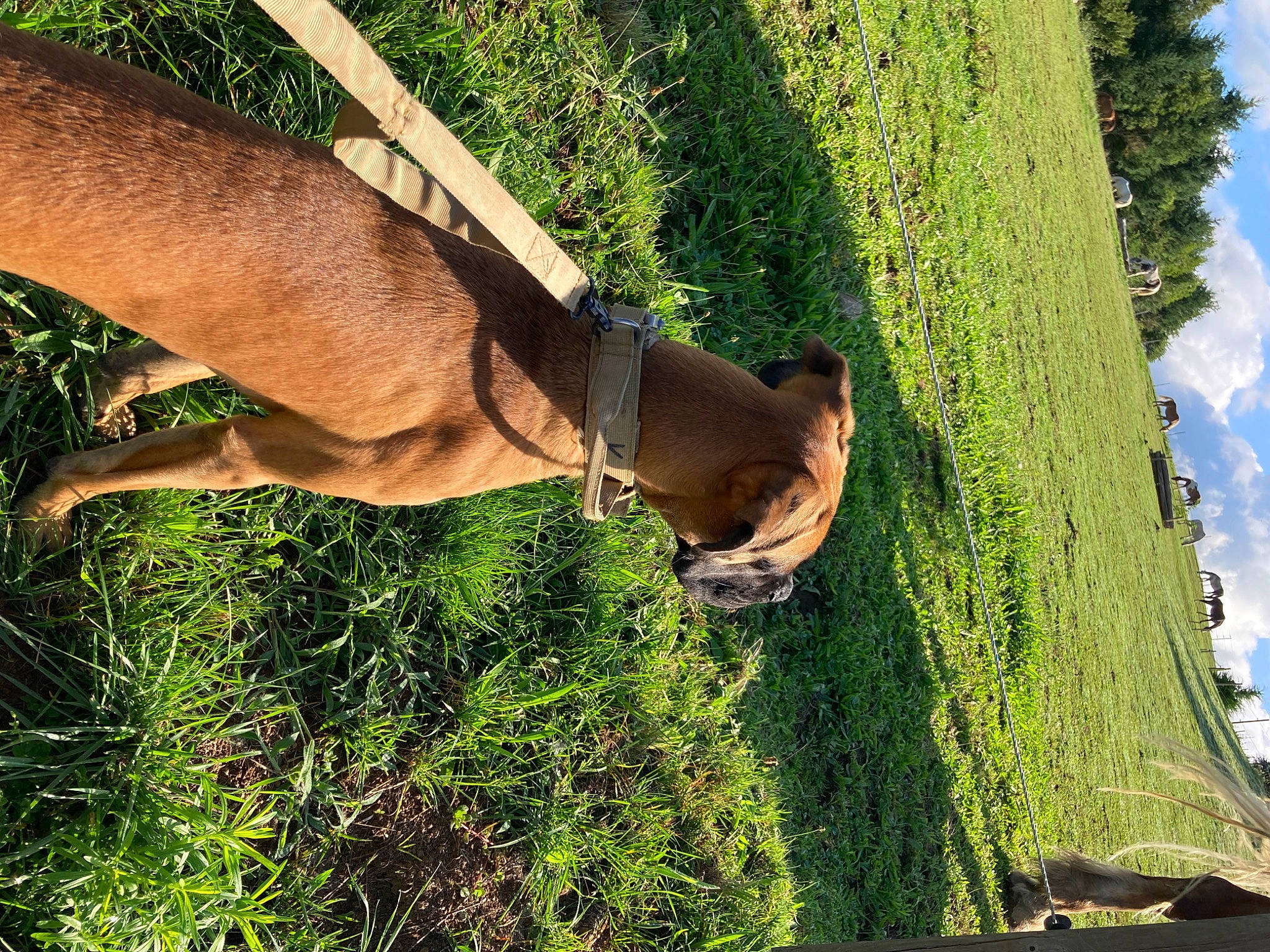 Raiko a rejoint le concours — aidez-le/la à gagner de superbes lots ! carnivore, dog_breed, dress, fawn, gesture, grass, grass_family, green, human_body, leisure, people_in_nature, plant, sky, summer, sunlight, thigh, tree, trunk, wood, woody_plant