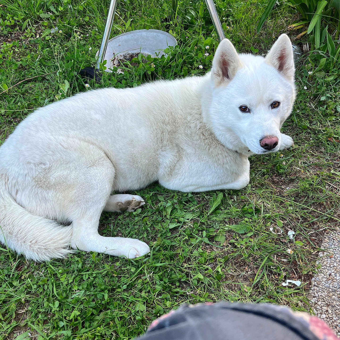 Tiago a rejoint le concours — aidez-le/la à gagner de superbes lots ! animal, canine, curious, daylight, dog, ears, fur, grass, greenery, ground, leaf, lying_down, muzzle, nature, nose, outdoor, path, pet, relaxed, white_dog