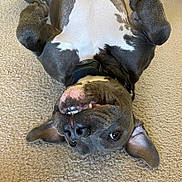Kane is registered to the contest to win money with this photo: dog, upside_down, carpet, playful, ears, teeth, paws, pet, canine, funny, indoor, collar, brown, white, fur, smile, cute, relaxed, animal, tongue