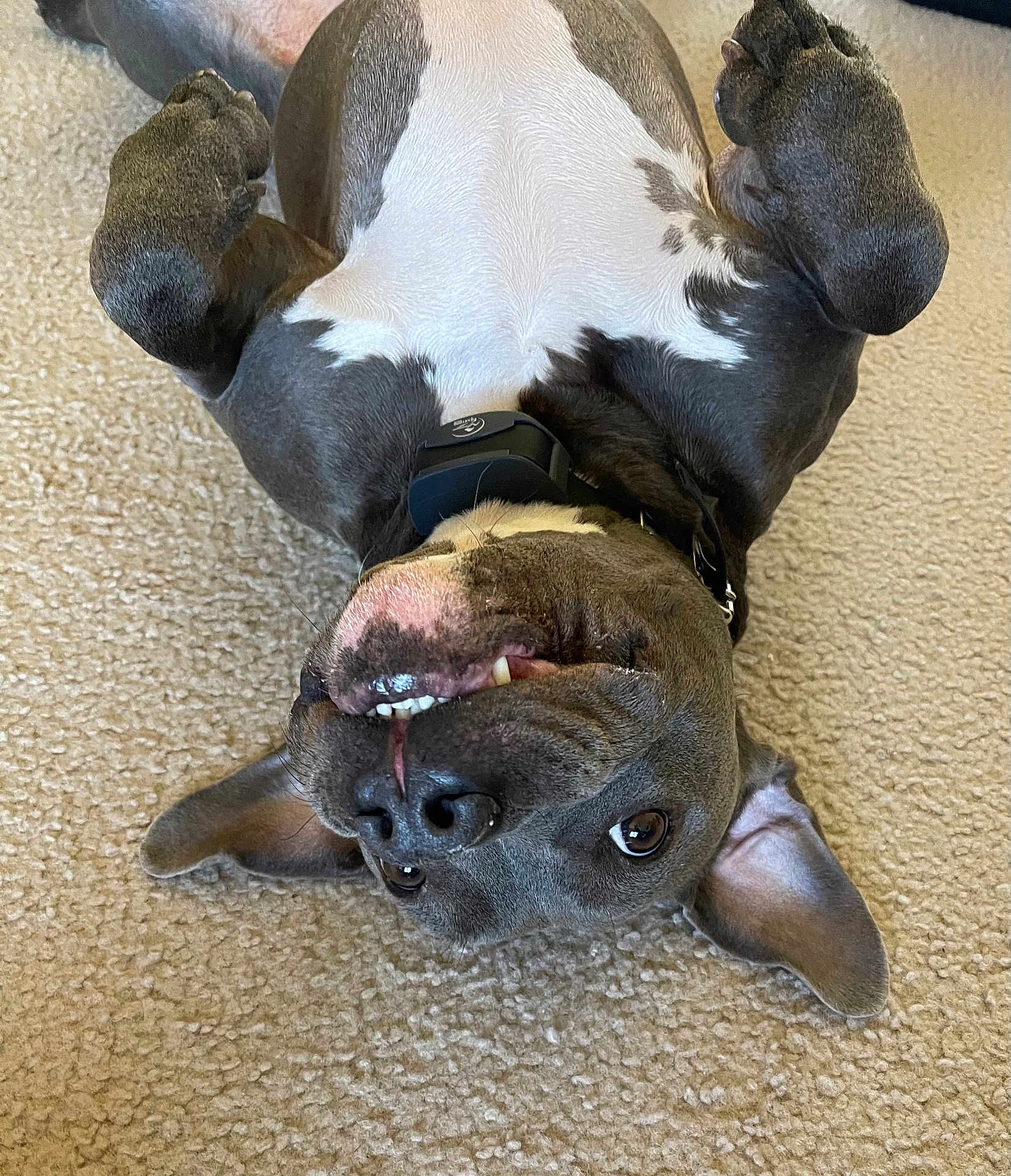 Kane