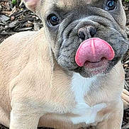 Georgia is registered to the contest to win money with this photo: puppy, dog, french_bulldog, tongue, ears, outdoor, wood_chips, cute, pet, animal, fur, young, small, adorable, sitting, looking_up, playful, nose, face, expression