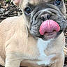 puppy, dog, french_bulldog, tongue, ears, outdoor, wood_chips, cute, pet, animal, fur, young, small, adorable, sitting, looking_up, playful, nose, face, expression