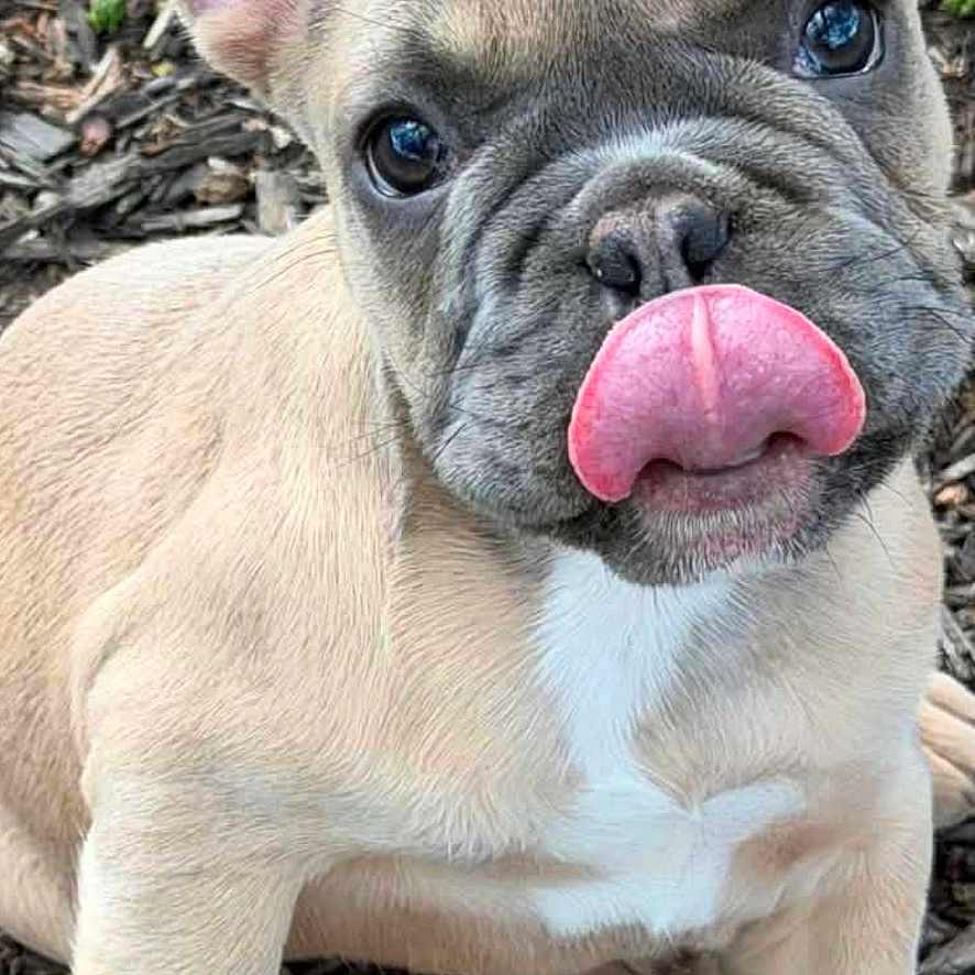 Georgia is registered to the contest to win money with this photo: puppy, dog, french_bulldog, tongue, ears, outdoor, wood_chips, cute, pet, animal, fur, young, small, adorable, sitting, looking_up, playful, nose, face, expression