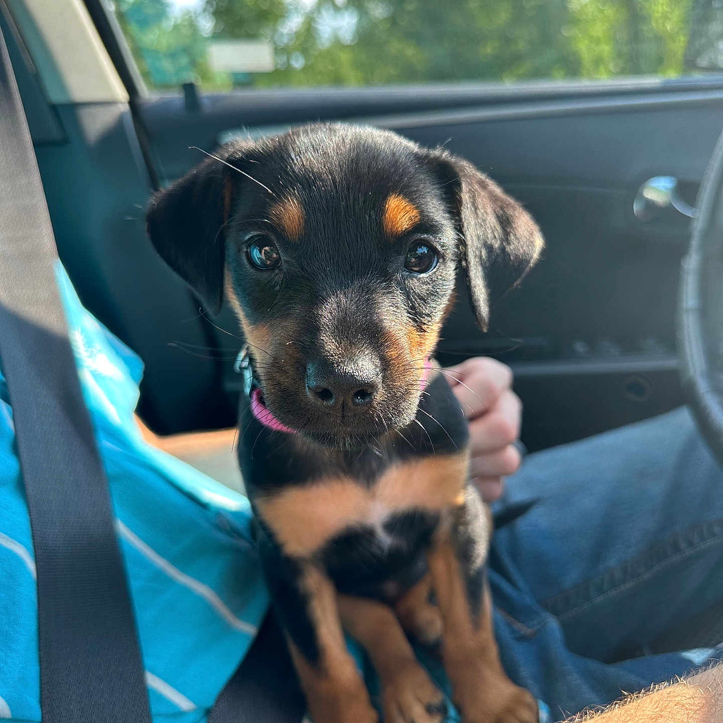 Murphy joined the competition — help win amazing prizes! accessories, adult, animal, beagle, belt, canine, dog, face, head, hound, male, man, person, pet, photography, portrait, puppy, strap, transportation, vehicle