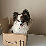 Yuki participe au concours pour gagner de l'argent avec cette photo : animal, black_fur, brown_fur, cardboard_box, cute, dog, domestic_animal, ears, fluffy, fur, happy, household, indoor, pet, playful, small_dog, smiling, table, tongue_out, white_fur