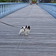 Yuki a rejoint le concours — aidez-le/la à gagner de superbes lots ! animal, architecture, bridge, canine, daylight, dog, forest, greenery, leash, metal_railings, nature, outdoor, pathway, pet, scenic, small_dog, travel, trees, walking, wooden_floor