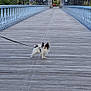 animal, architecture, bridge, canine, daylight, dog, forest, greenery, leash, metal_railings, nature, outdoor, pathway, pet, scenic, small_dog, travel, trees, walking, wooden_floor