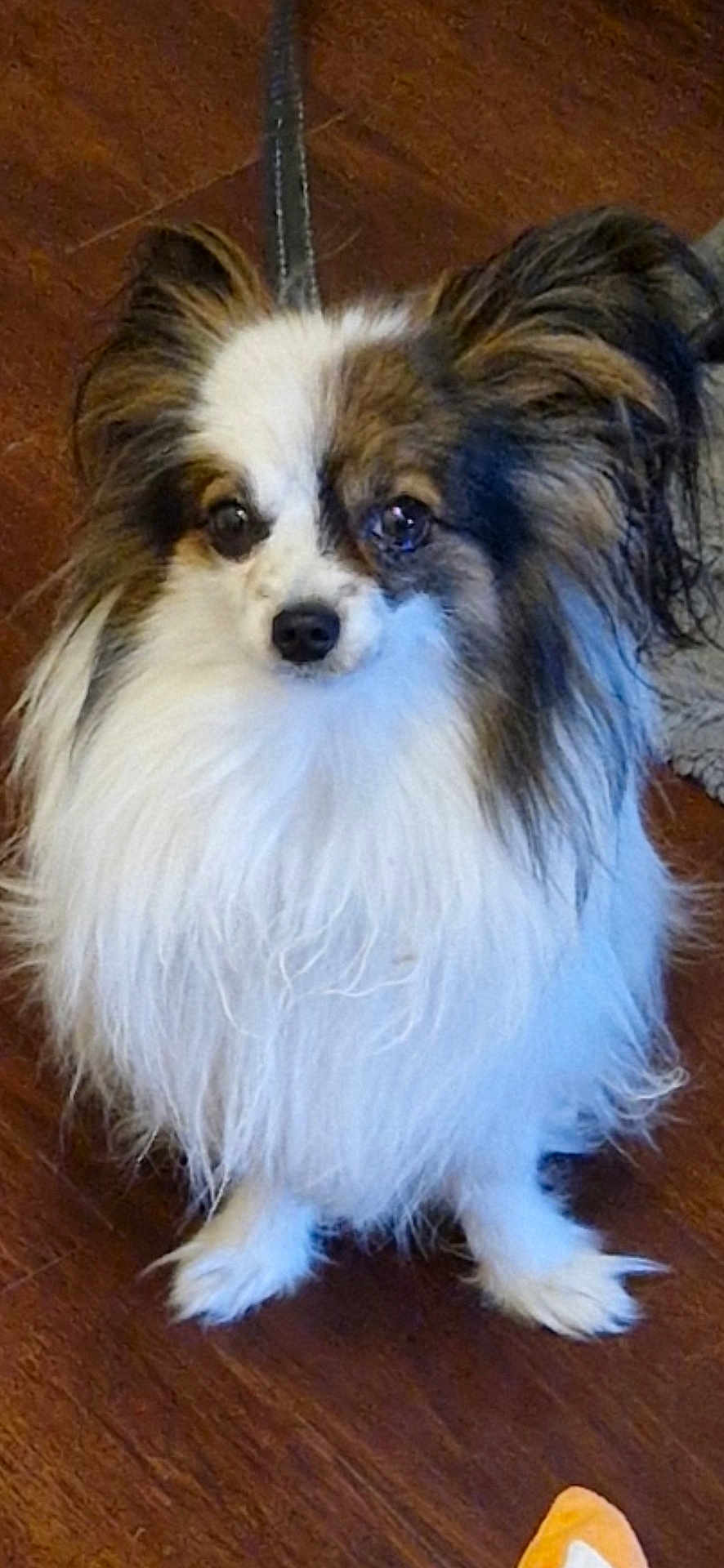 Yuki