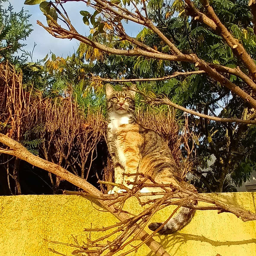 Topaze participe au concours pour gagner de l'argent avec cette photo : abyssinian, animal, cat, herbal, herbs, jungle, kitten, manx, nature, ocelot, outdoors, pet, plant, soil, summer, tiger, tree, vegetation, wood, zoo