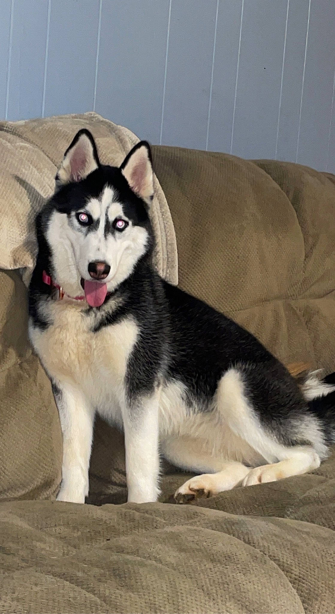 Roxie joined the competition — help win amazing prizes! canidae, carnivore, comfort, companion_dog, couch, dog, dog_breed, foot, fur, grey, non_sporting_group, paw, siberian_husky, sled_dog, snout, sporting_group, tail, tree, working_animal, working_dog
