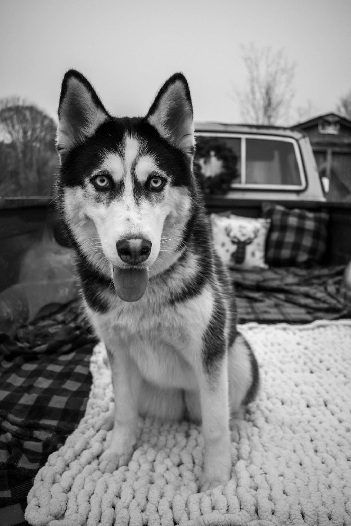 Roxie is registered to the contest to win money with this photo: black, black_and_white, canidae, carnivore, companion_dog, dog, dog_breed, grey, happy, monochrome, monochrome_photography, plant, sky, sled_dog, snout, sporting_group, style, terrestrial_animal, tree, whiskers