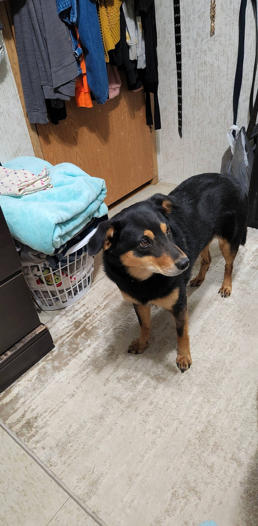 Chloe is registered to the contest to win money with this photo: canidae, carnivore, chair, companion_dog, dog, dog_breed, flooring, guard_dog, rottweiler, sporting_group, terrestrial_animal, waste_container, waste_containment, working_animal, working_dog