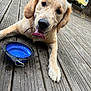dog, golden_retriever, puppy, tongue_out, water_bowl, wooden_deck, outdoor, pet, canine, happy, playful, animal, young_dog, droplets, thirsty, summer, closeup, nature, cute, domestic_animal