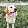 dog, golden_retriever, tongue_out, grass, outdoor, park, happy, pet, canine, nature, animal, mammal, playing, summer, daylight, fur, ears, snout, walking, friendly