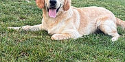 Oslo Et Lapis participe au concours pour gagner de l'argent avec cette photo : dog, golden_retriever, puppy, grass, outdoor, tongue_out, pet, canine, nature, greenery, park, cute, happy, animal, mammal, laying_down, summer, daylight, fur, ears