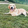 dog, golden_retriever, puppy, grass, outdoor, tongue_out, pet, canine, nature, greenery, park, cute, happy, animal, mammal, laying_down, summer, daylight, fur, ears