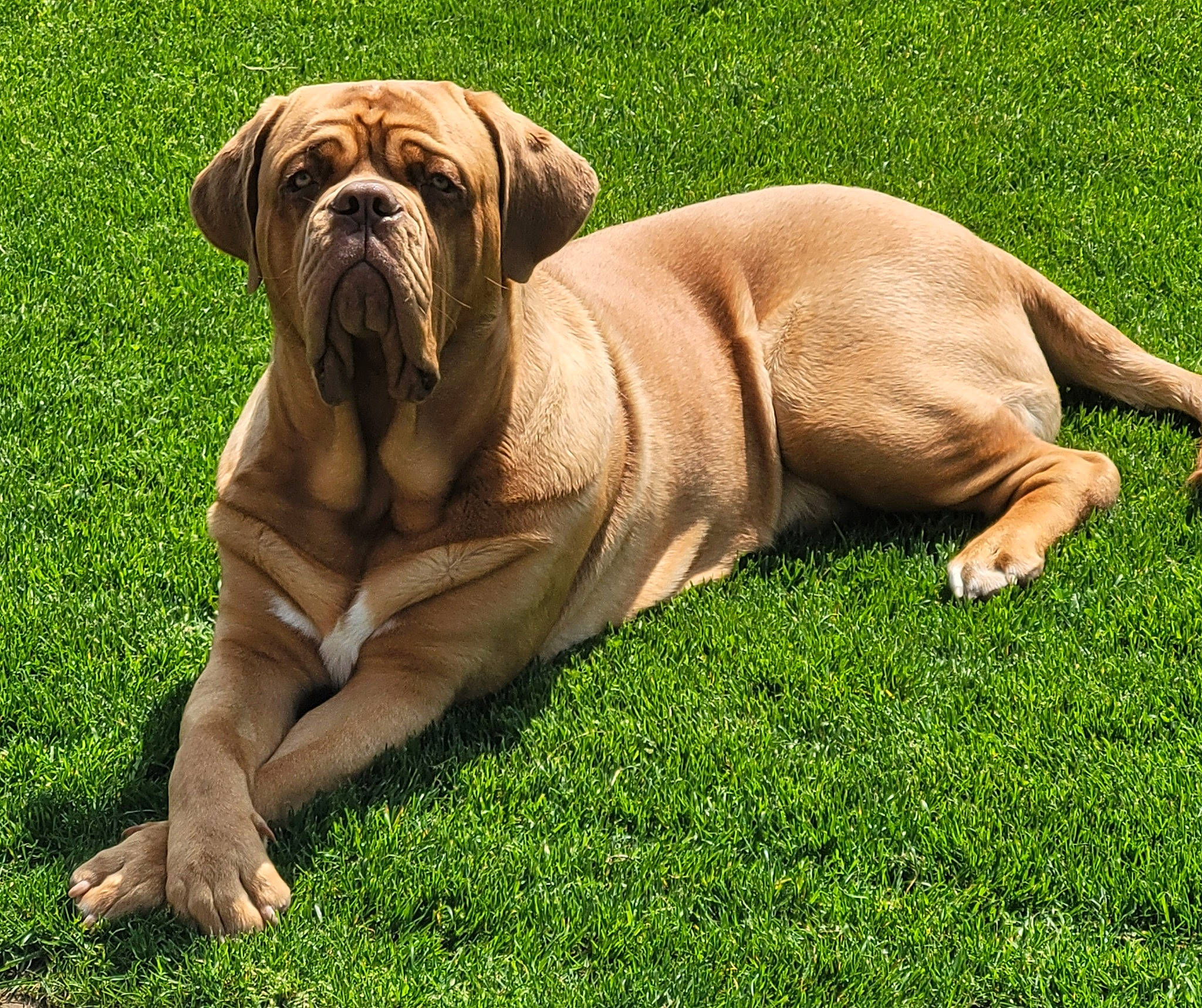 Kumir participe au concours pour gagner de l'argent avec cette photo : ancient_dog_breeds, art, bulldog, canidae, carnivore, companion_dog, dog, dog_breed, fawn, grass, molosser, ori_pei, plant, shar_pei, snout, sporting_group, terrestrial_animal, wildlife, working_dog, wrinkle