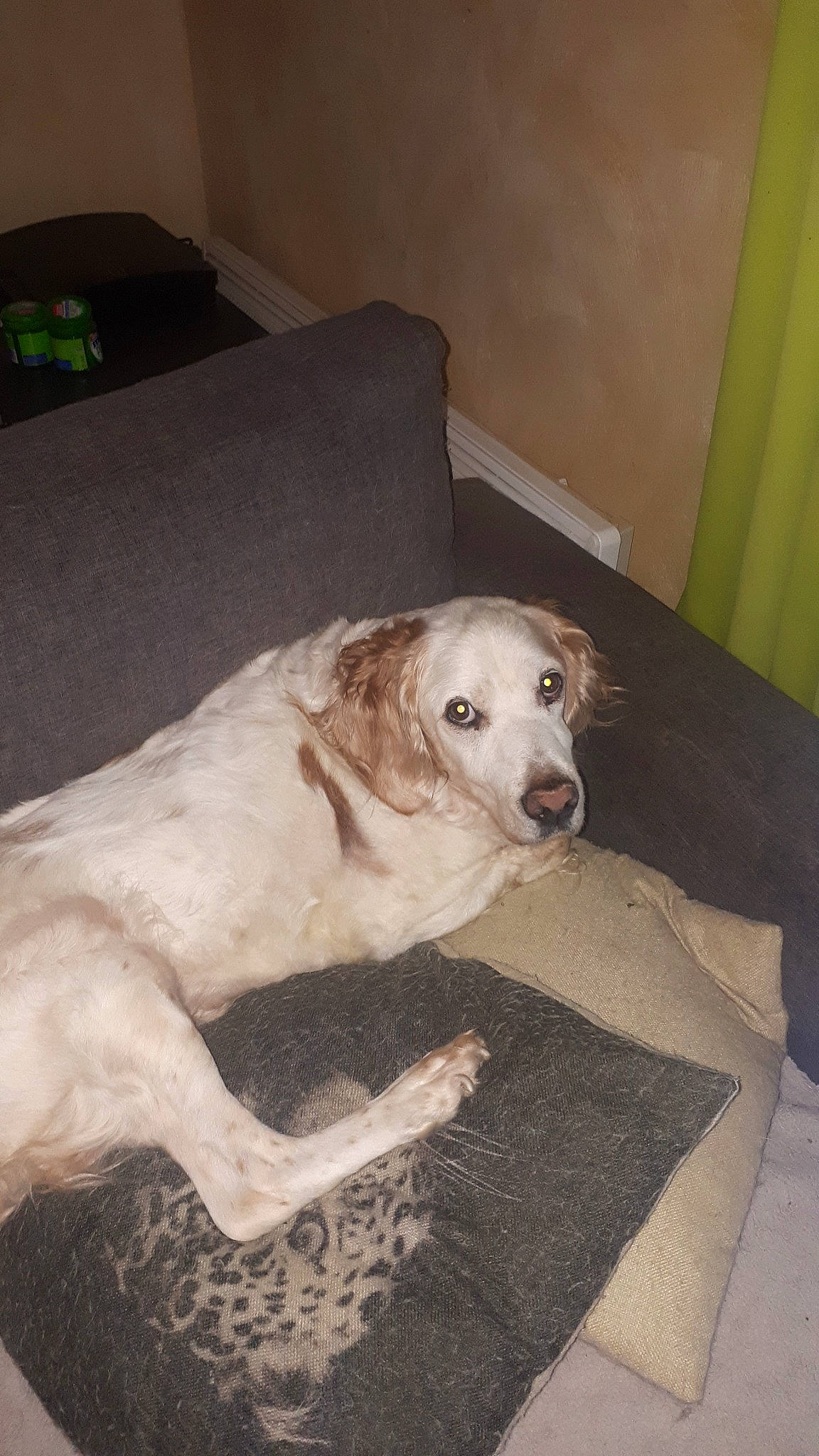 Caramel participe au concours pour gagner de l'argent avec cette photo : canidae, carnivore, companion_dog, dog, dog_breed, fawn, mammal, sporting_group, vertebrate