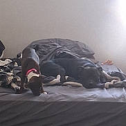Penelope Rose is registered to the contest to win money with this photo: dog, bed, blanket, gray, resting, indoor, pet, canine, collar, sleeping, animal, floor, furniture, sniffing, domestic, two_dogs, relaxing, room, light, wall