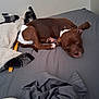 puppy, dog, sleeping, bed, blanket, diaper, brown_dog, indoor, cozy, resting, soft_fabric, animal, pet, cute, fur, paw, napping, comfort, domestic_animal, relaxation