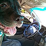 dog, close_up, inside_car, steering_wheel, car_interior, tongue_out, happy, pet, animal, seat, daylight, window, door, collar, canine, transportation, vehicle, dashboard, smiling, fur