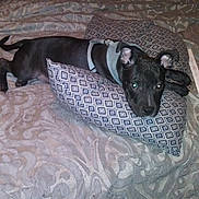 Rocky Balboa is registered to the contest to win money with this photo: dog, black_dog, bed, pillow, bedding, patterned, indoor, pet, animal, resting, canine, fur, collar, comfort, domestic, cute, laying_down, sleepy, quiet, home