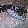 dog, black_dog, bed, pillow, bedding, patterned, indoor, pet, animal, resting, canine, fur, collar, comfort, domestic, cute, laying_down, sleepy, quiet, home