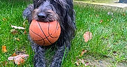Maya a rejoint le concours — aidez-le/la à gagner de superbes lots ! animal, autumn_leaves, basketball, black_fur, close_up, cute, daylight, dog, fur, grass, lying_down, mammal, mouth, nature, outdoor, pet, playful, sport, wooden_fence, yard