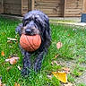 animal, autumn_leaves, basketball, black_fur, close_up, cute, daylight, dog, fur, grass, lying_down, mammal, mouth, nature, outdoor, pet, playful, sport, wooden_fence, yard