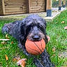 Maya participe au concours pour gagner de l'argent avec cette photo : animal, basketball, black_fur, canine, closeup, daylight, dog, fall, grass, grass_blade, lawn, leaves, nature, outdoor, park, pet, playful, relaxed, toy, wooden_structure