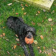 Maya a rejoint le concours — aidez-le/la à gagner de superbes lots ! animal, autumn, basketball, black_dog, canine, chewing, dog, fall, fur, grass, greenery, laying, leaves, nature, outdoor, park, pet, playful, tongue_out, toy