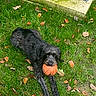 animal, autumn, basketball, black_dog, canine, chewing, dog, fall, fur, grass, greenery, laying, leaves, nature, outdoor, park, pet, playful, tongue_out, toy
