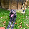 Maya participe au concours pour gagner de l'argent avec cette photo : animal, autumn_leaves, ball, canine, daylight, dog, fall, grass, happy, lawn, muzzle, nature, outdoor, pet, playful, relaxed, scruffy, tongue, tongue_out, wooden_structure