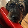animal, black, brown, close_up, cozy, curious, dog, domestic, friendly, fur, indoor, looking_up, nostrils, pet, red_chair, scruffy, snout, soft_light, whiskers, wooden_floor
