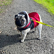 Marcel a rejoint le concours — aidez-le/la à gagner de superbes lots ! dog, pug, pet, jacket, leash, outdoor, path, gravel, grass, greenery, nature, animal, cute, walking, canine, small_dog, fur, ears, tail, park