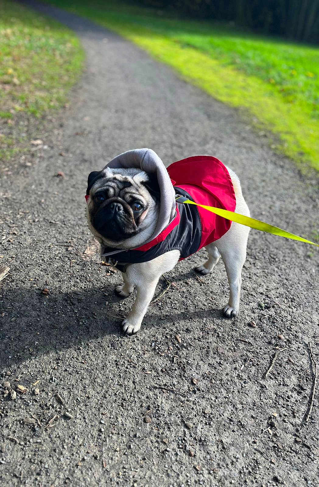 Marcel a rejoint le concours — aidez-le/la à gagner de superbes lots ! dog, pug, pet, jacket, leash, outdoor, path, gravel, grass, greenery, nature, animal, cute, walking, canine, small_dog, fur, ears, tail, park