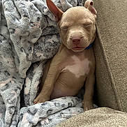 Apollo joined the competition — help win amazing prizes! animal, blanket, brown, comfort, couch, cozy, cute, dog, ears, fur, indoor, nose, pet, puppy, relaxed, resting, sleeping, small, snug, young