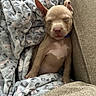 animal, blanket, brown, comfort, couch, cozy, cute, dog, ears, fur, indoor, nose, pet, puppy, relaxed, resting, sleeping, small, snug, young